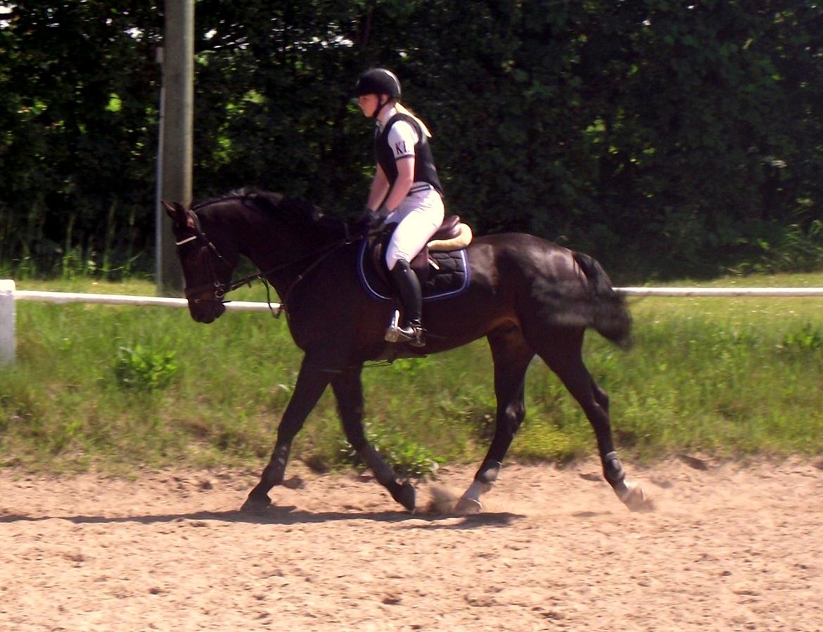 Hollandsk Varmblod Donghen W.H. billede 15