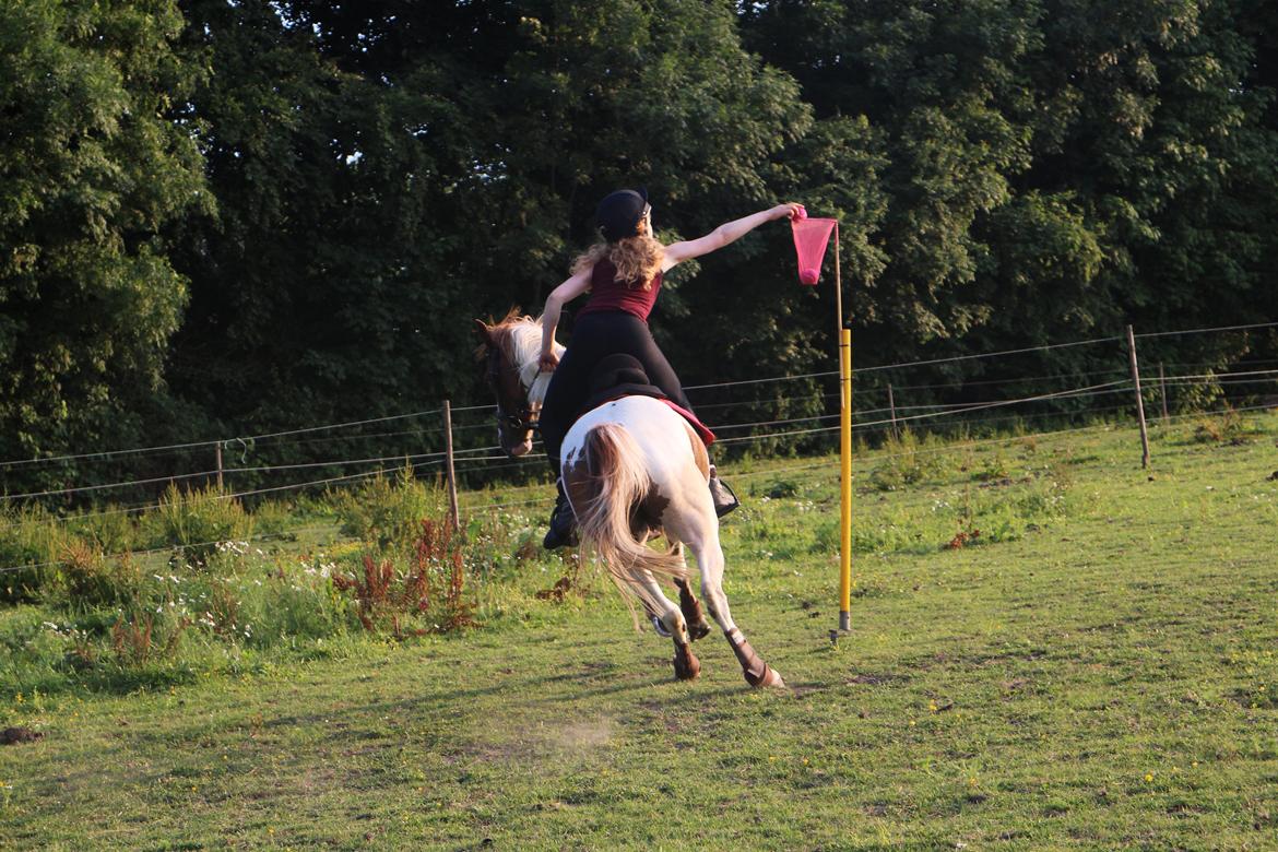 Pinto Sally billede 16