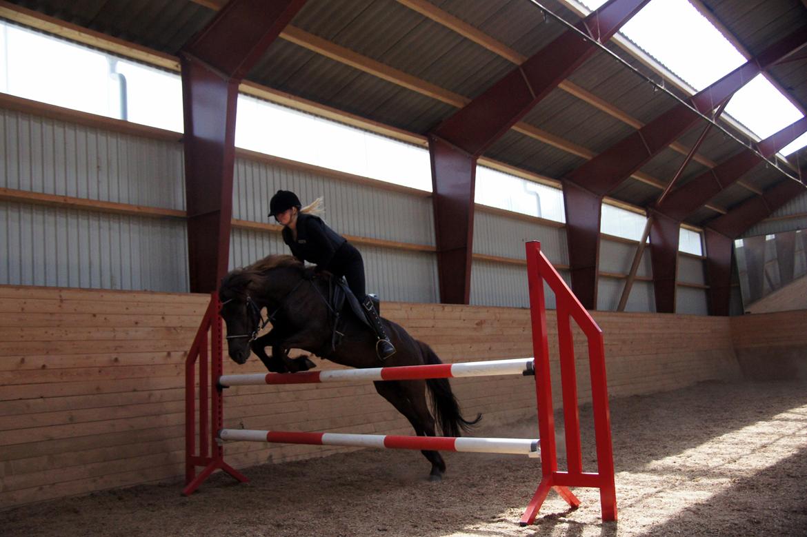 Islænder Björk fra Barmer Mølle - 110 cm, seje pony. <3 billede 2