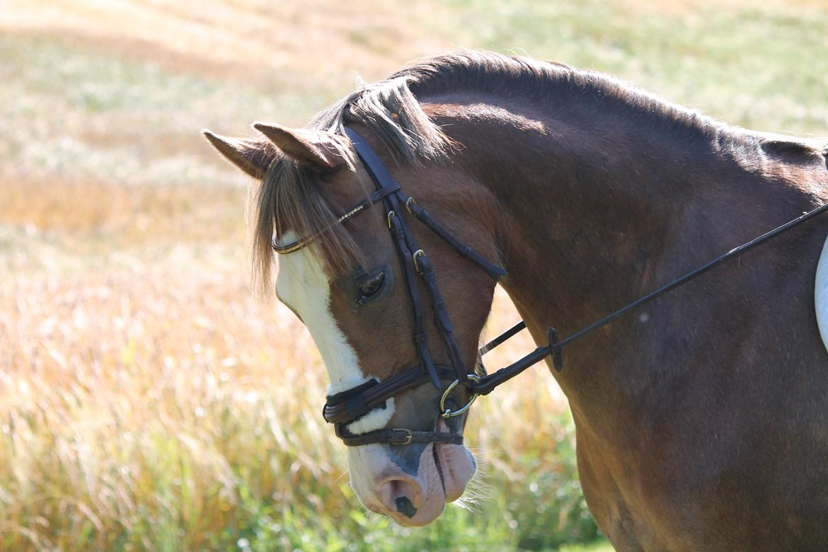 Tysk Sportspony Fee 768 - DET MIN PONY WOW!!! billede 7