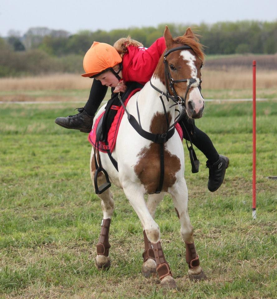 Pinto Sally billede 17