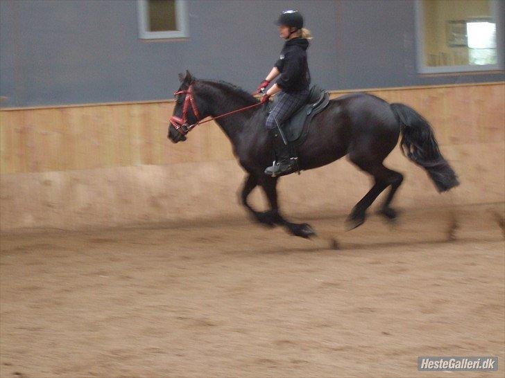 Frieser Laura [Min Prinsesse] R.I.P <3 - første gang jeg galoperede på hende, kønt var det ikke :) billede 17