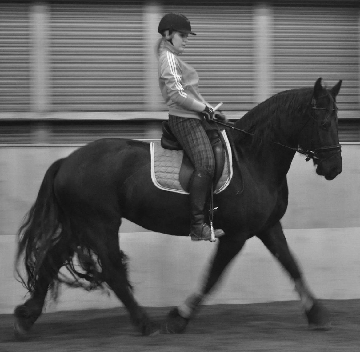 Frieser Laura [Min Prinsesse] R.I.P <3 - første gang jeg red hende efter jeg havde købt hende, følsen var uforglemmelig <3 billede 14