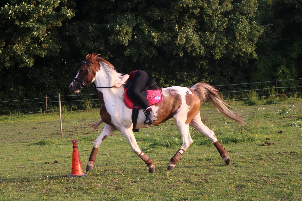 Pinto Sally billede 18