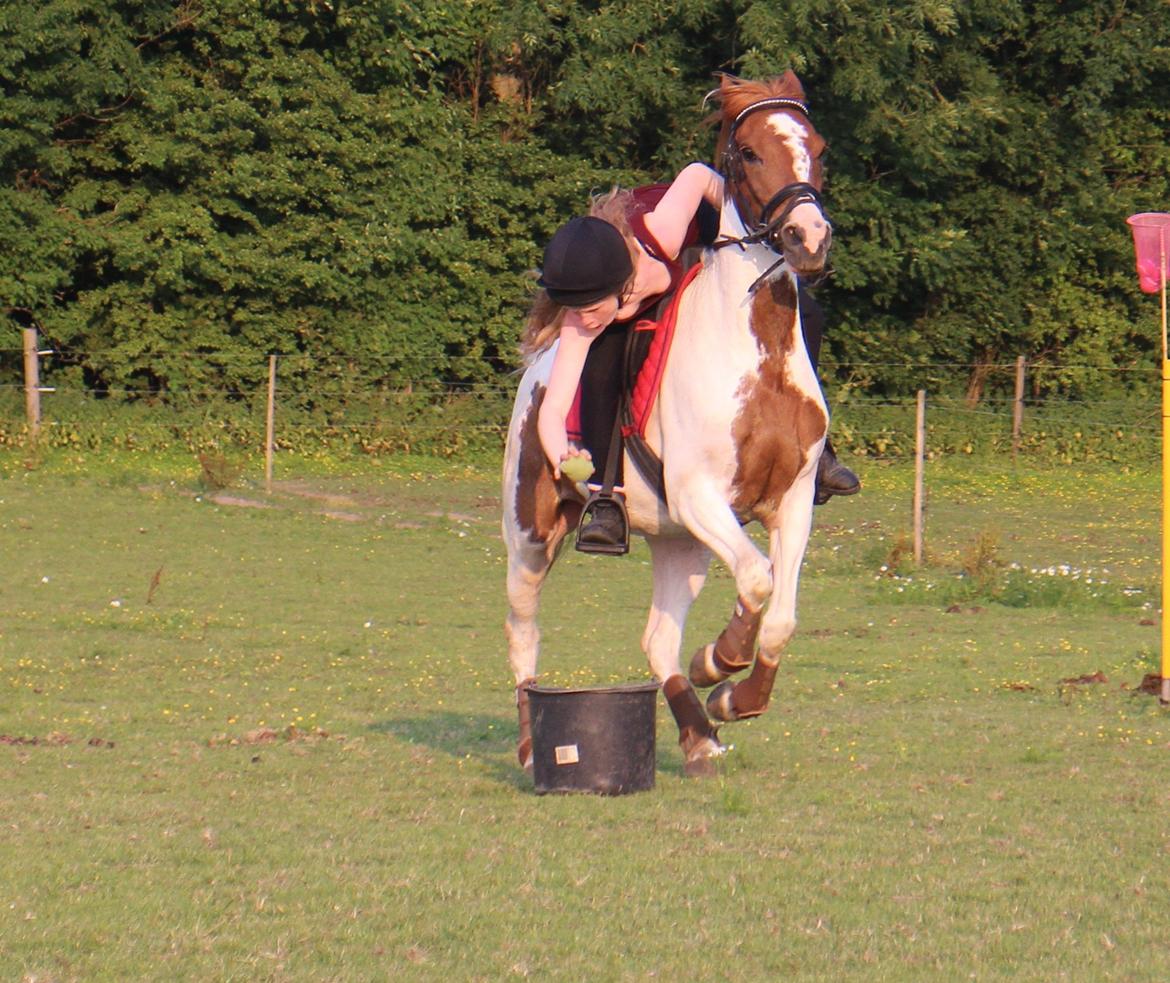 Pinto Sally billede 19