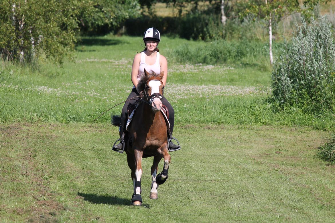 Tysk Sportspony Fee 768 billede 8