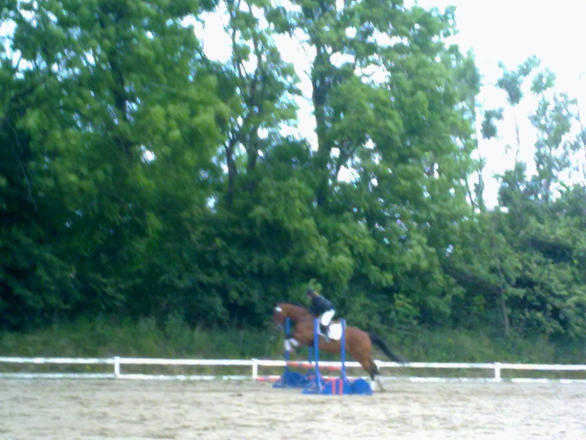 Oldenborg Okholms Caranya billede 22