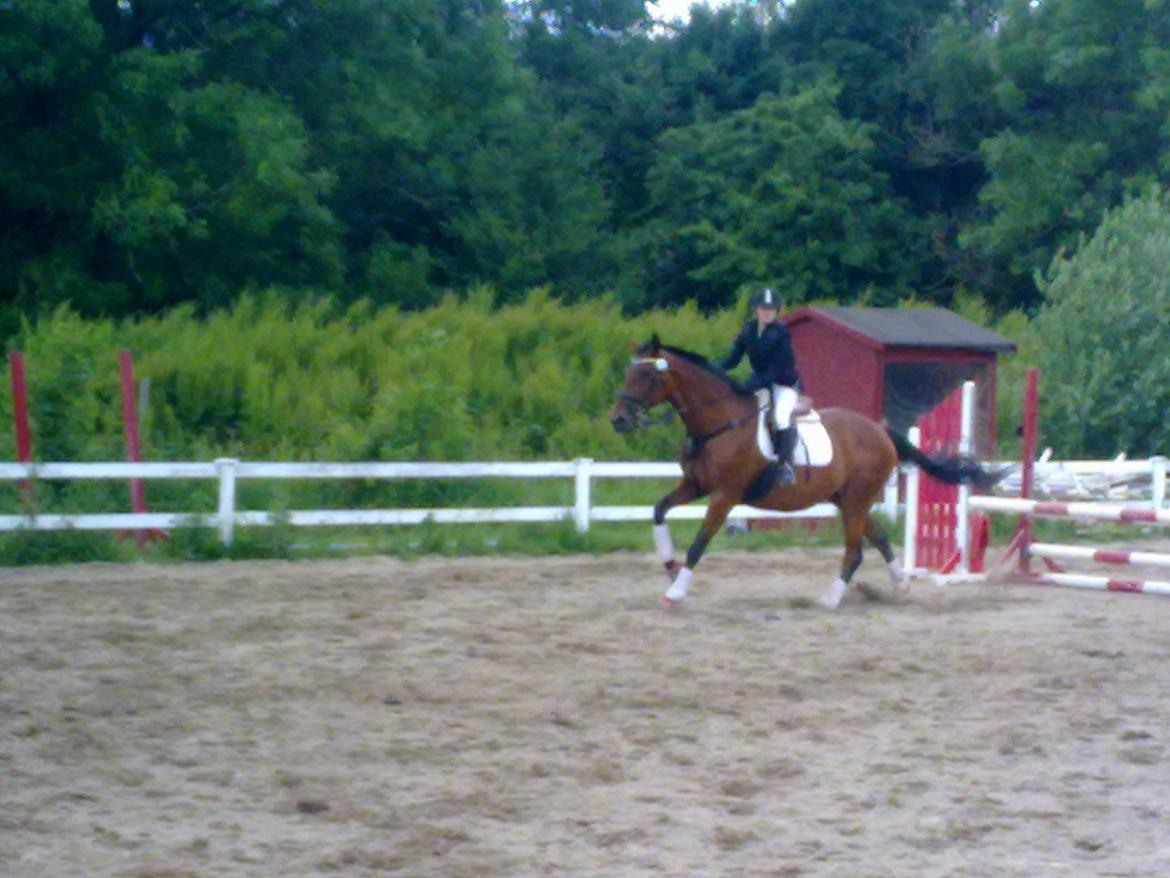 Oldenborg Okholms Caranya billede 23