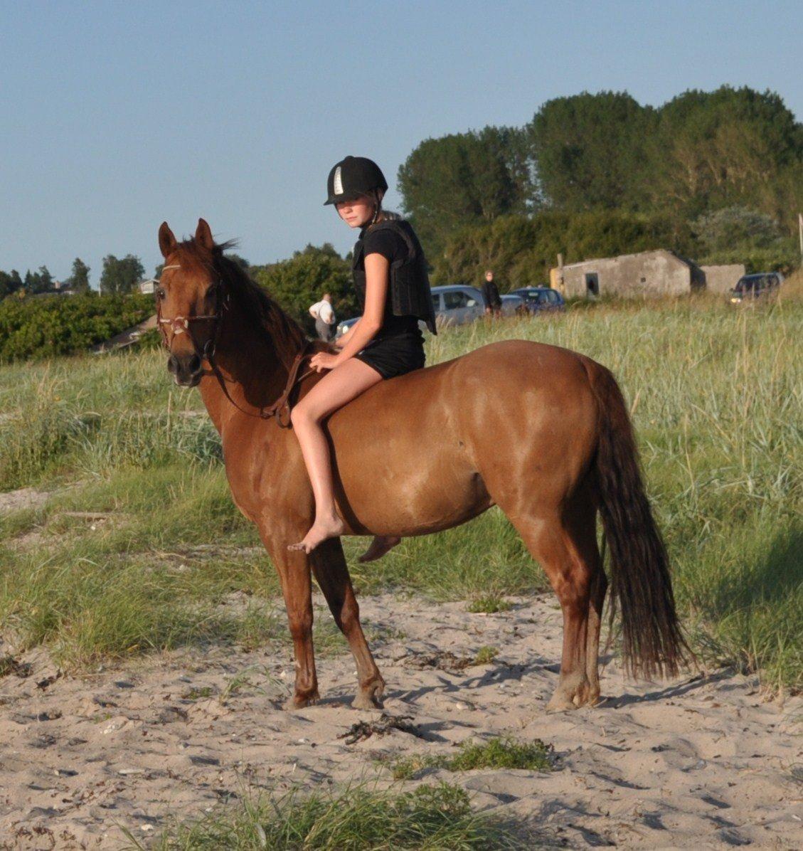 Anden særlig race Golden Fox<3 R.I.P - På stranden med bassen, han var bare så god<3<3<3 billede 3