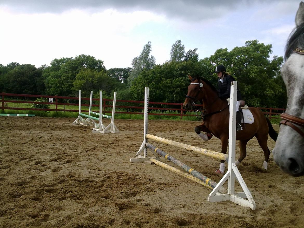 Oldenborg Okholms Caranya billede 25