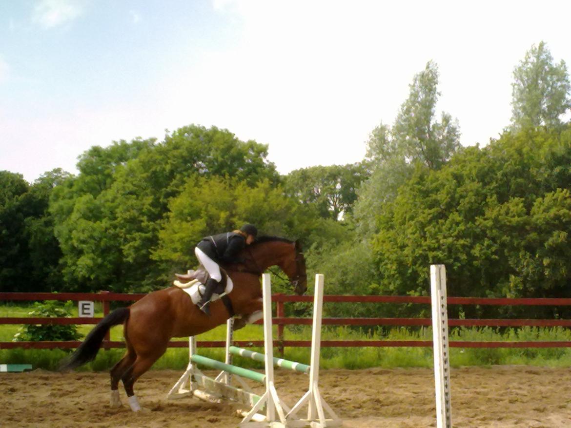 Oldenborg Okholms Caranya billede 27