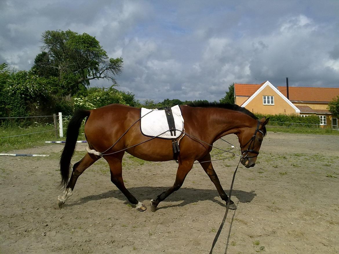 Oldenborg Okholms Caranya billede 28