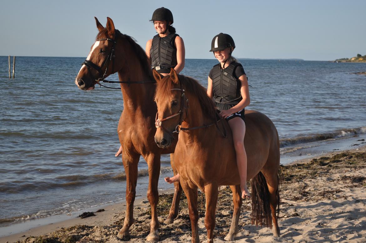 Anden særlig race Golden Fox<3 R.I.P - på stranden med Claire og Maggini.<3 billede 7