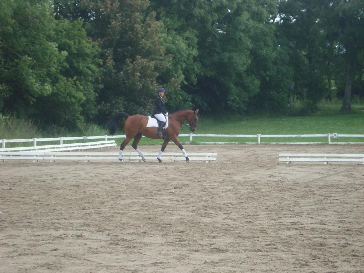 Oldenborg Okholms Caranya billede 29