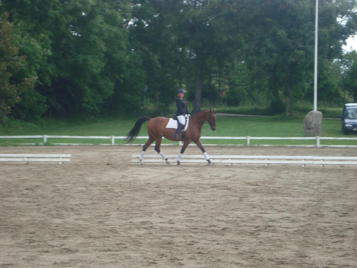 Oldenborg Okholms Caranya billede 30