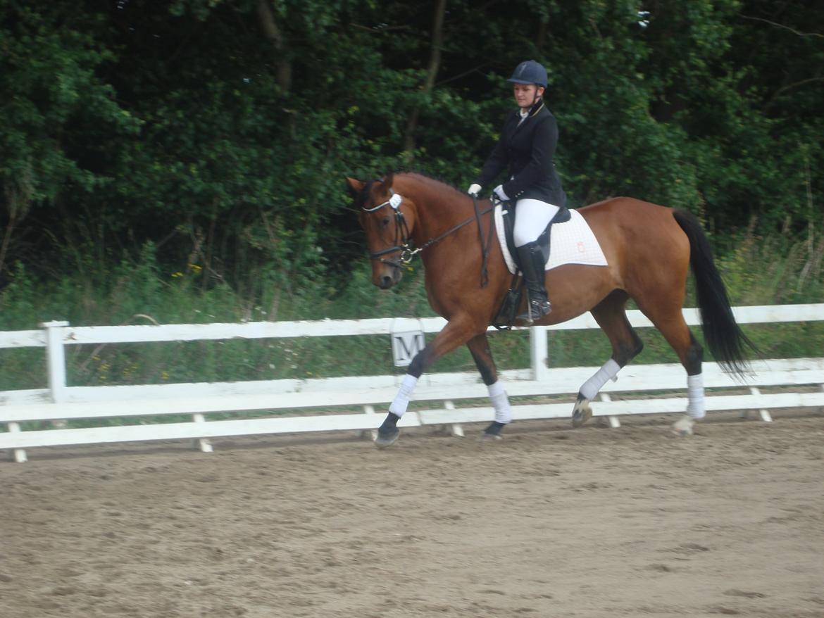 Oldenborg Okholms Caranya billede 32