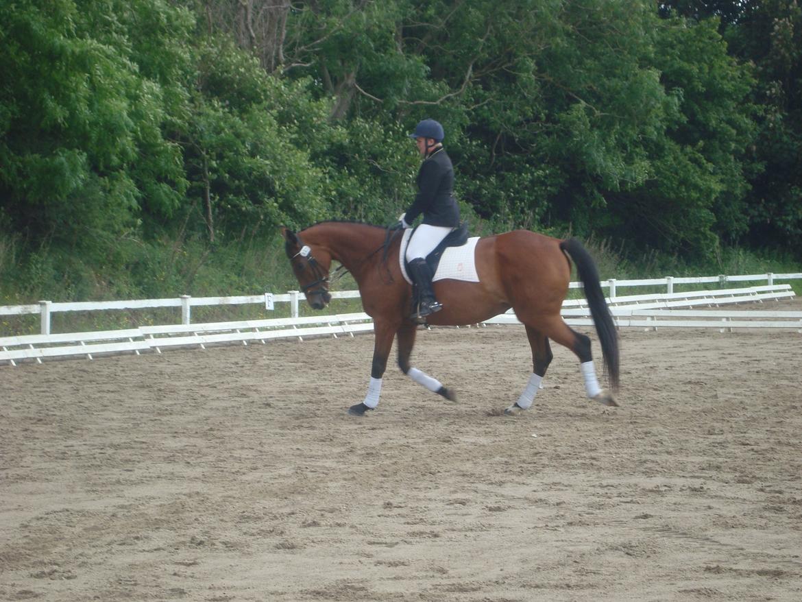 Oldenborg Okholms Caranya billede 33