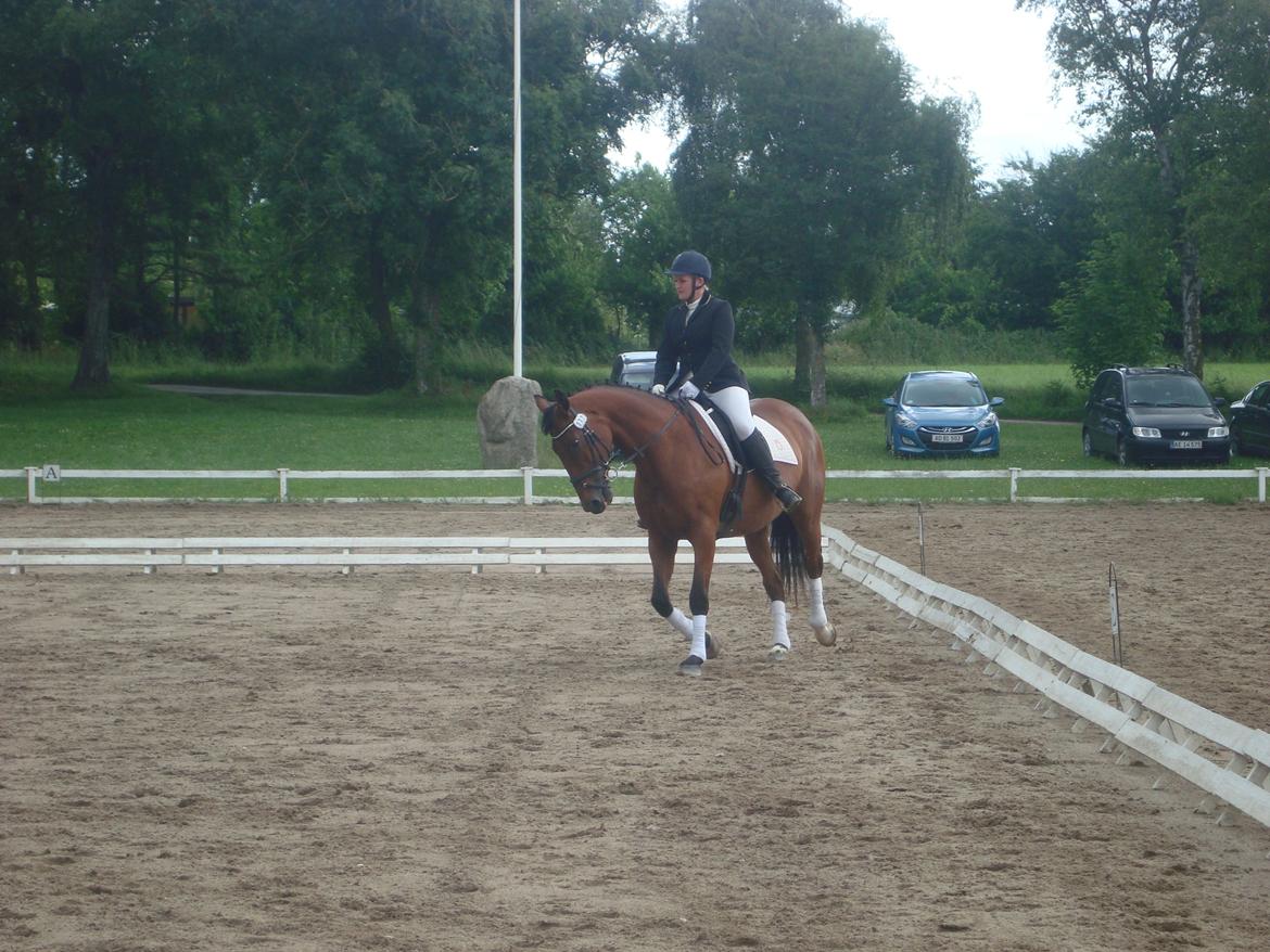 Oldenborg Okholms Caranya billede 35