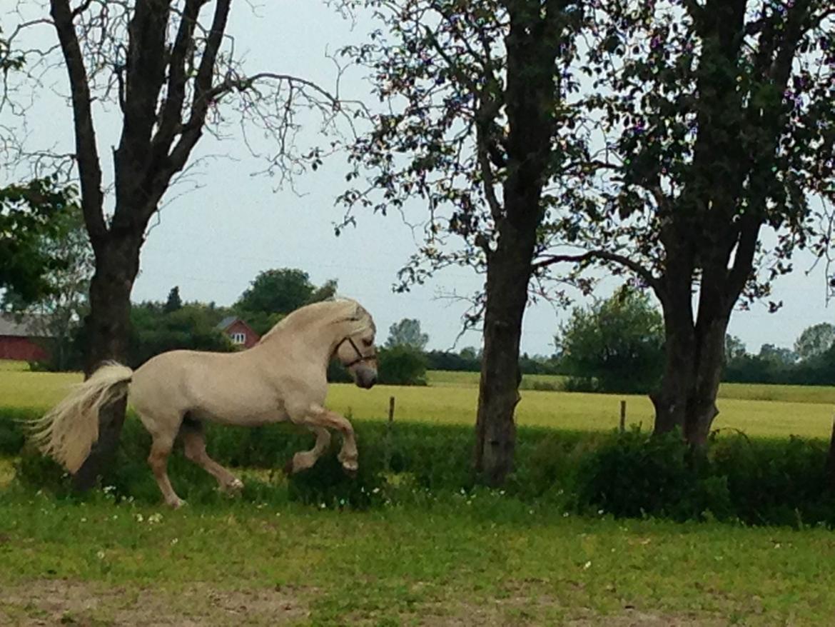 Fjordhest Højgaards Bacardi *RIP* billede 2