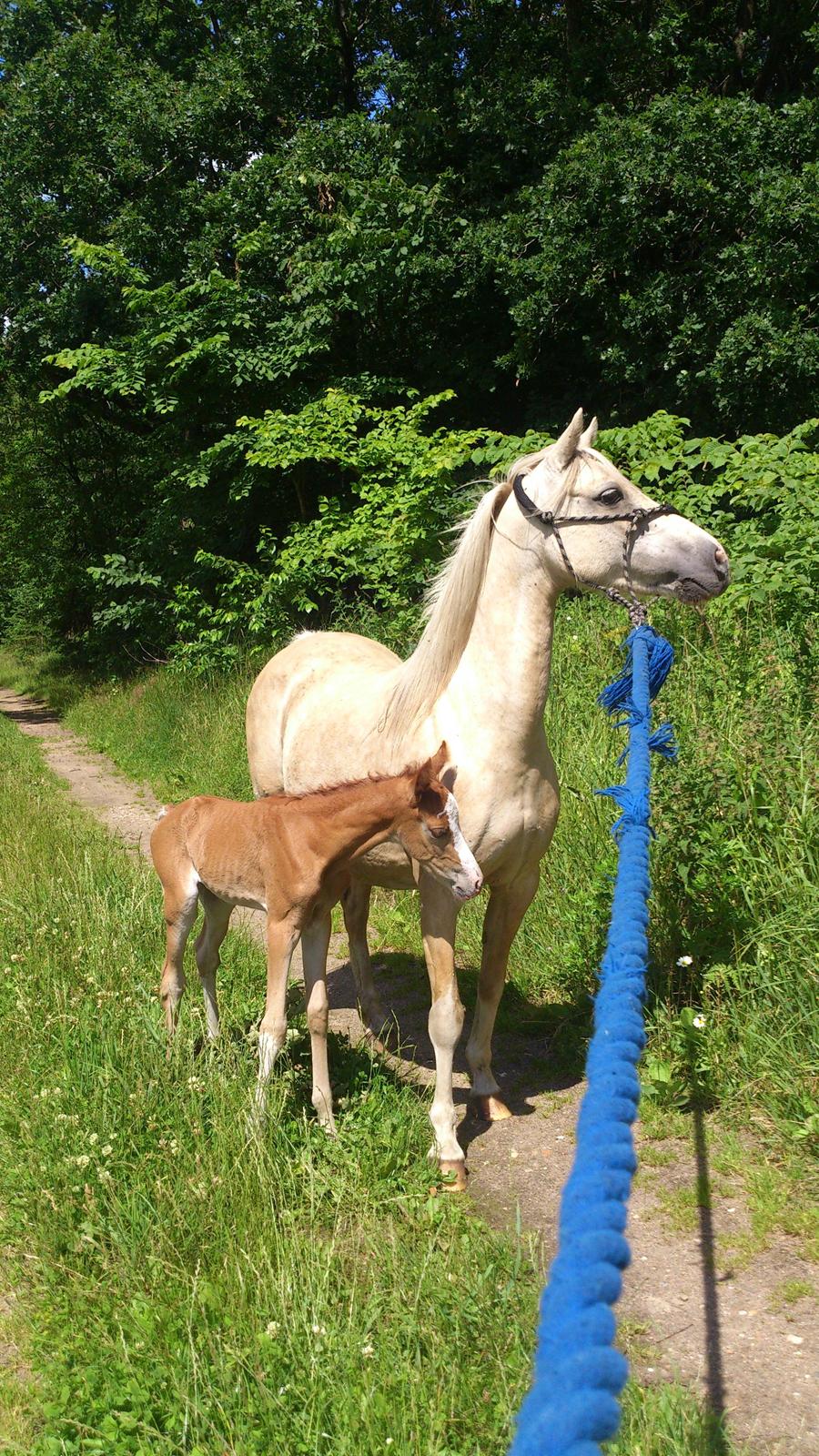 Welsh Partbred (Sec F) Stald Amour´s Commodore billede 12