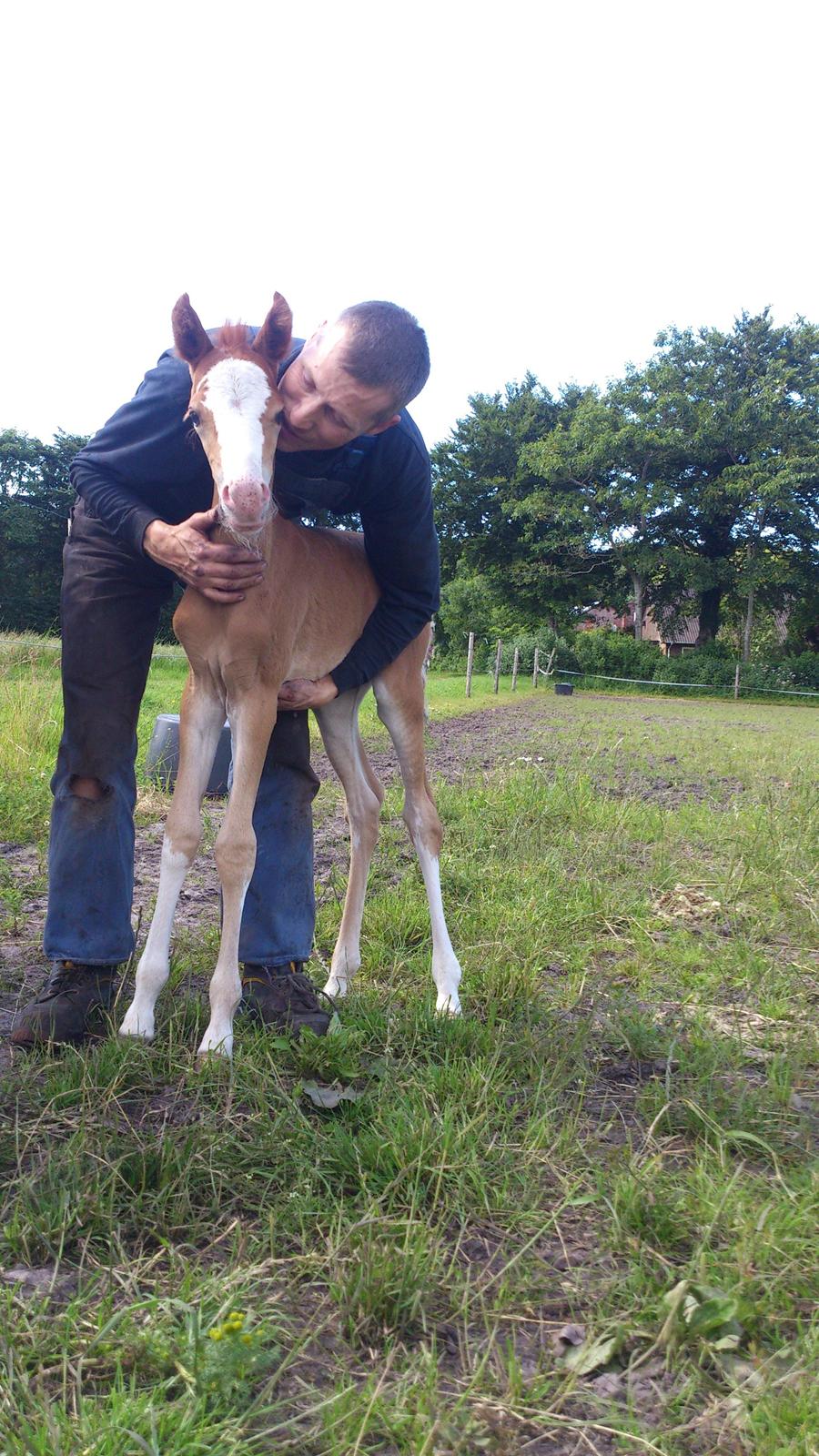 Welsh Partbred (Sec F) Stald Amour´s Commodore billede 13