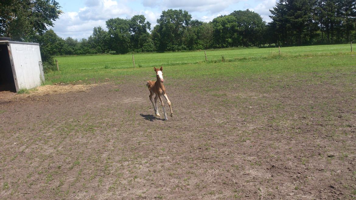 Welsh Partbred (Sec F) Stald Amour´s Commodore billede 14