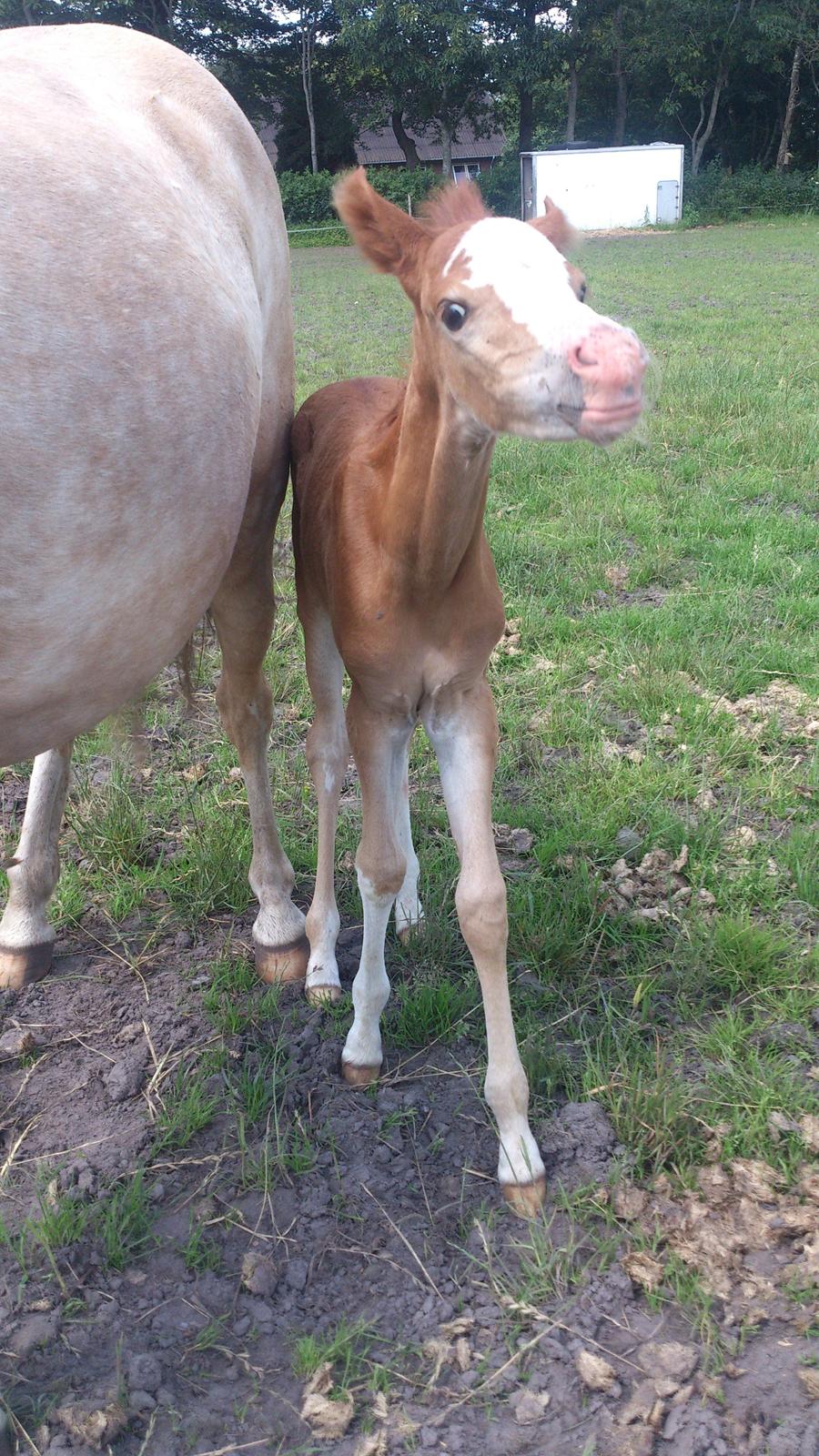 Welsh Partbred (Sec F) Stald Amour´s Commodore billede 15