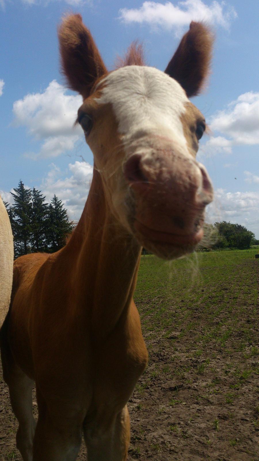 Welsh Partbred (Sec F) Stald Amour´s Commodore billede 16