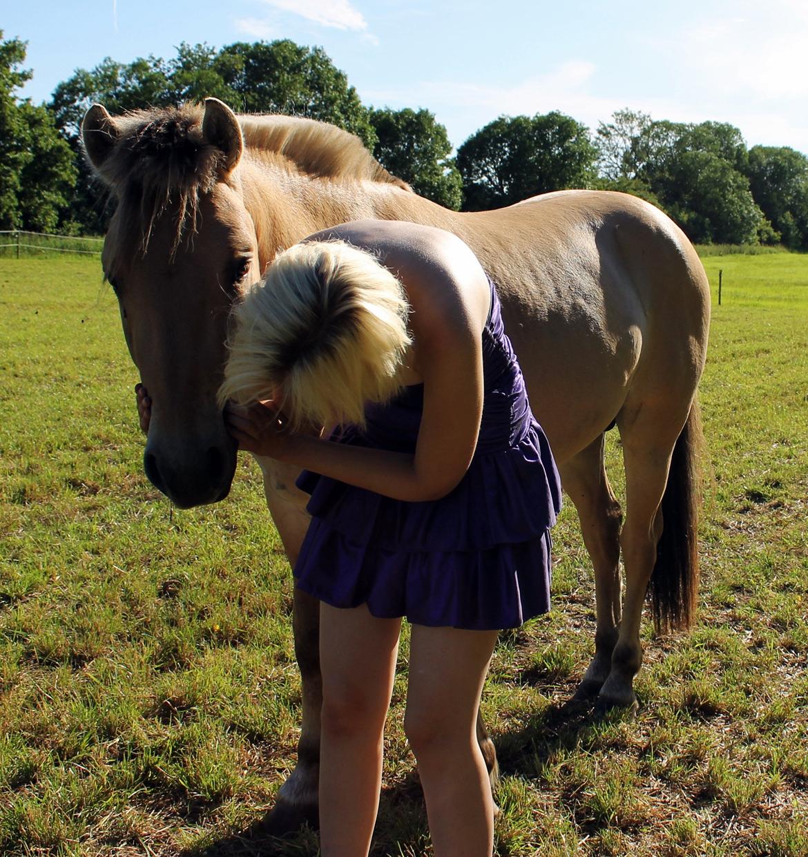 Fjordhest Oscar Vårby billede 15