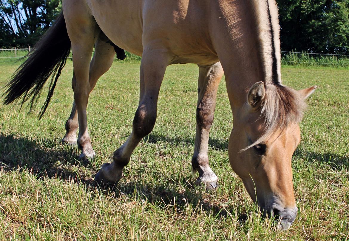 Fjordhest Oscar Vårby billede 12