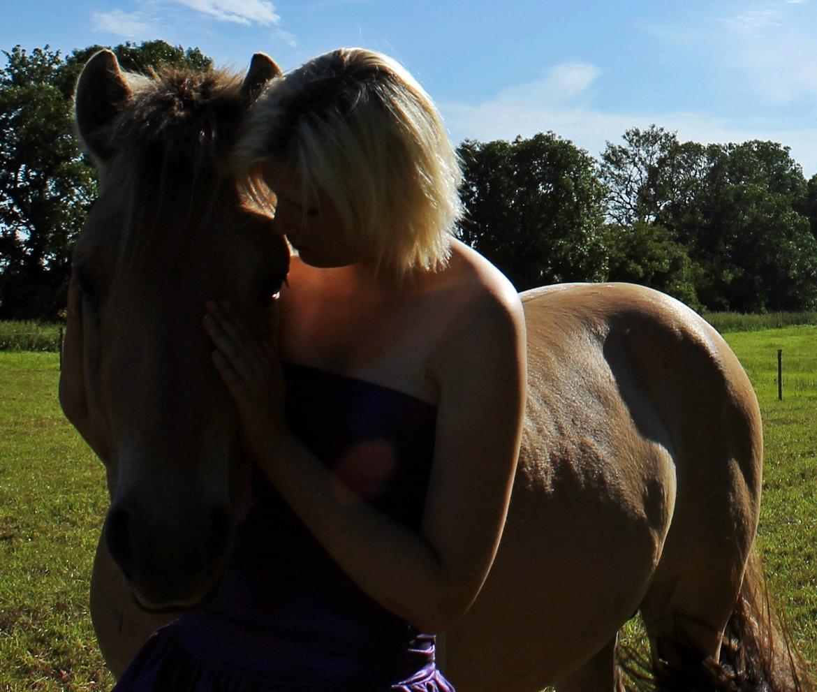 Fjordhest Oscar Vårby billede 42