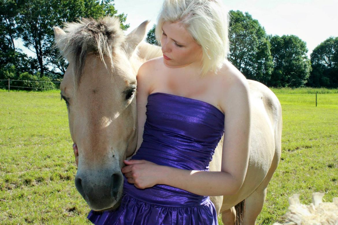 Fjordhest Oscar Vårby billede 31