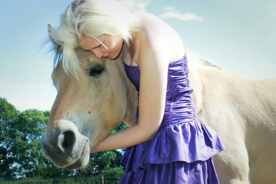 Fjordhest Oscar Vårby billede 18