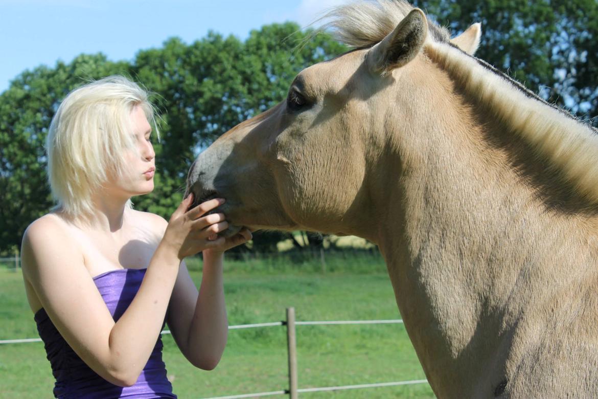 Fjordhest Oscar Vårby billede 33