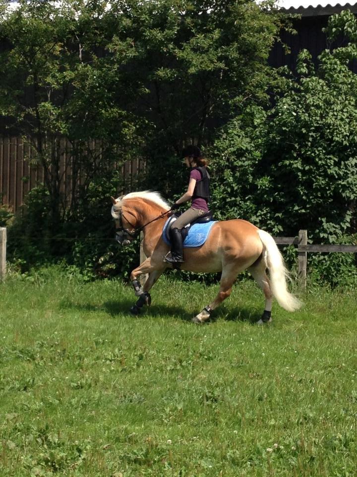 Haflinger Fanni - Dejlig springdag på en skøn pony<3  billede 13