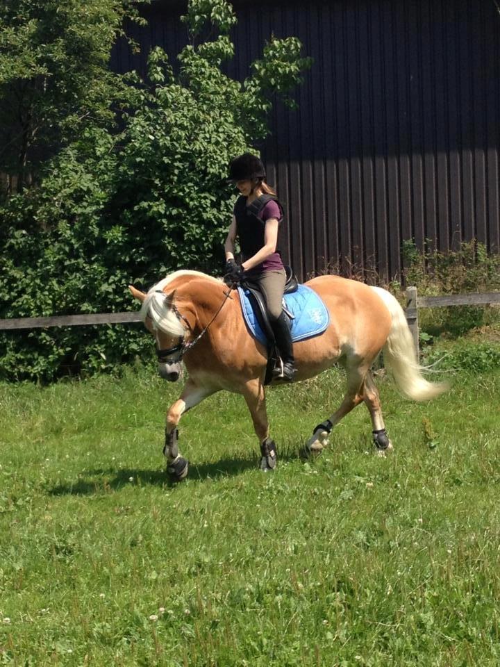 Haflinger Fanni billede 14