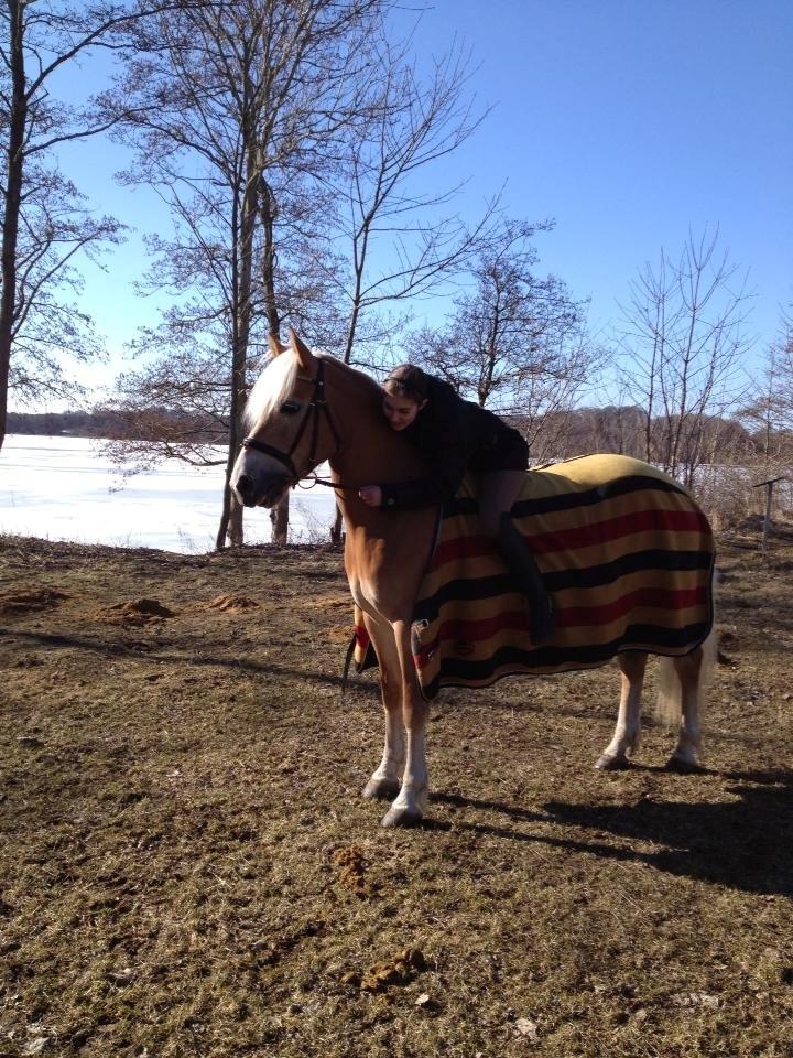 Haflinger Fanni - Hyggetur<3
 billede 18