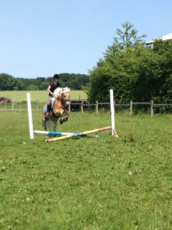 Haflinger Fanni - Hygge springning;-) billede 16