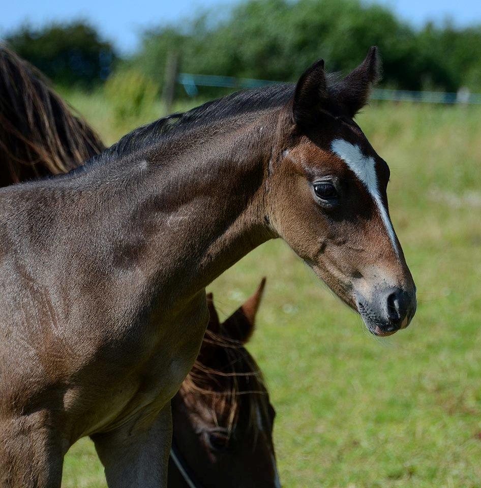Barockpferd Nordlicht's Anarchy billede 4