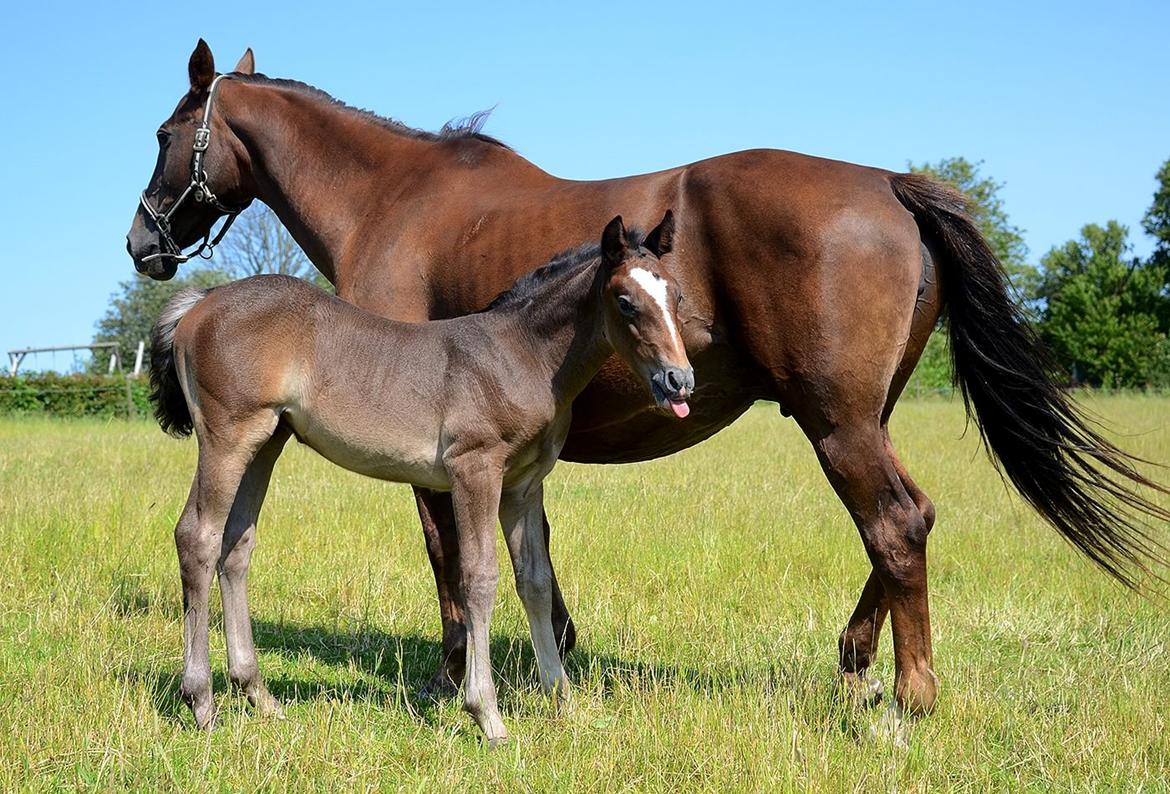 Barockpferd Nordlicht's Anarchy billede 8