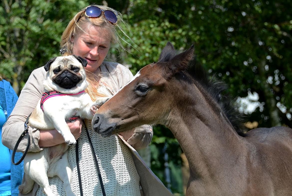 Barockpferd Nordlicht's Anarchy billede 9