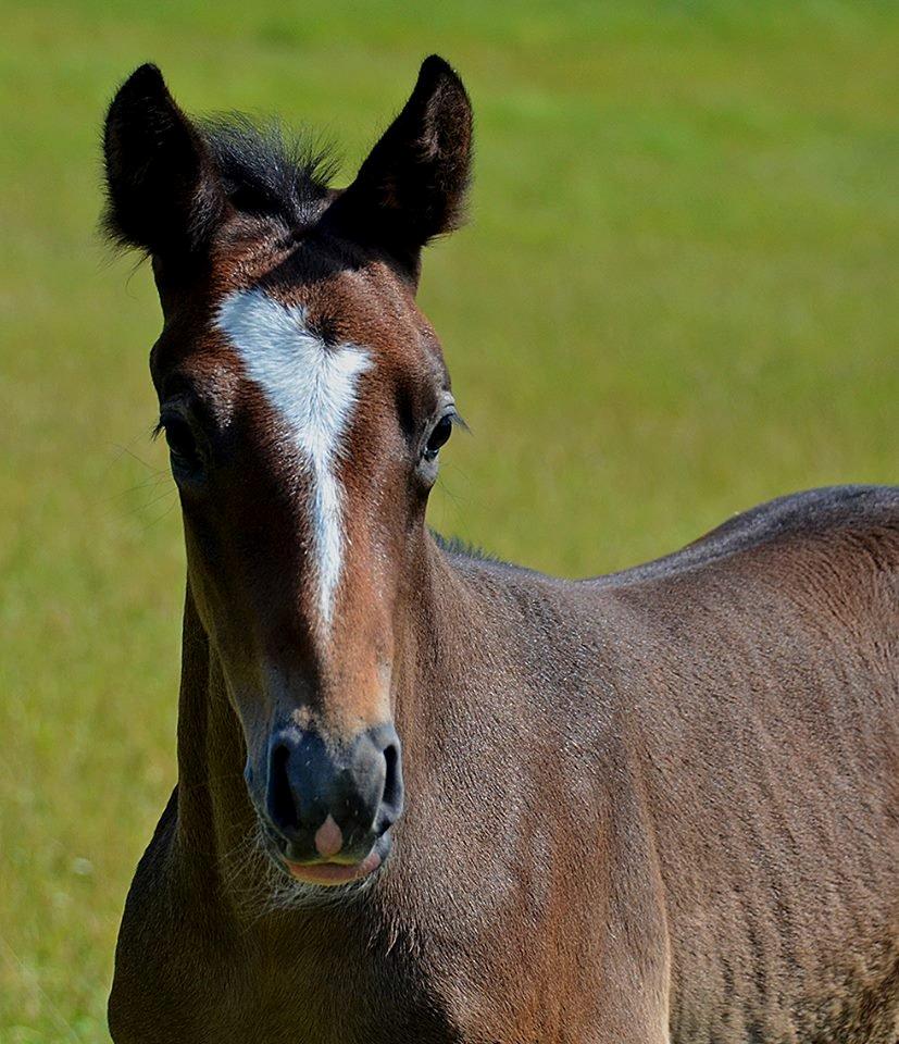 Barockpferd Nordlicht's Anarchy billede 10