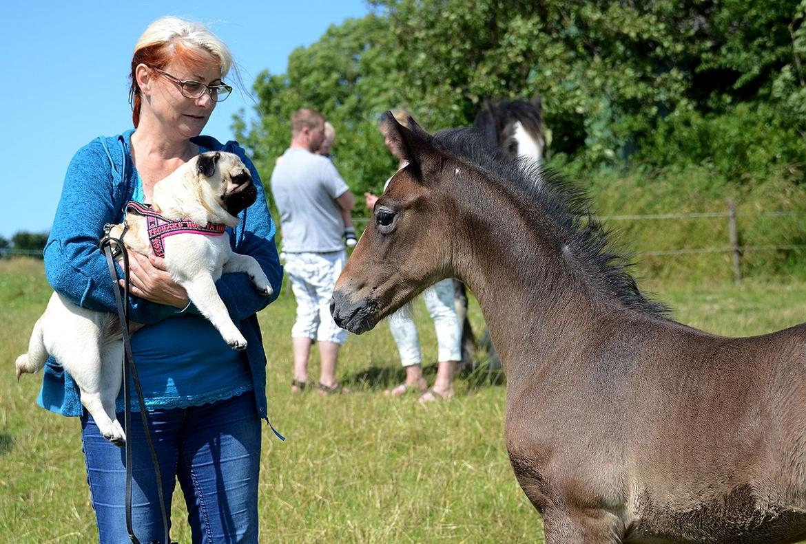 Barockpferd Nordlicht's Anarchy billede 11