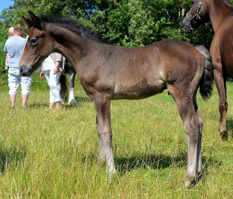 Barockpferd Nordlicht's Anarchy billede 12