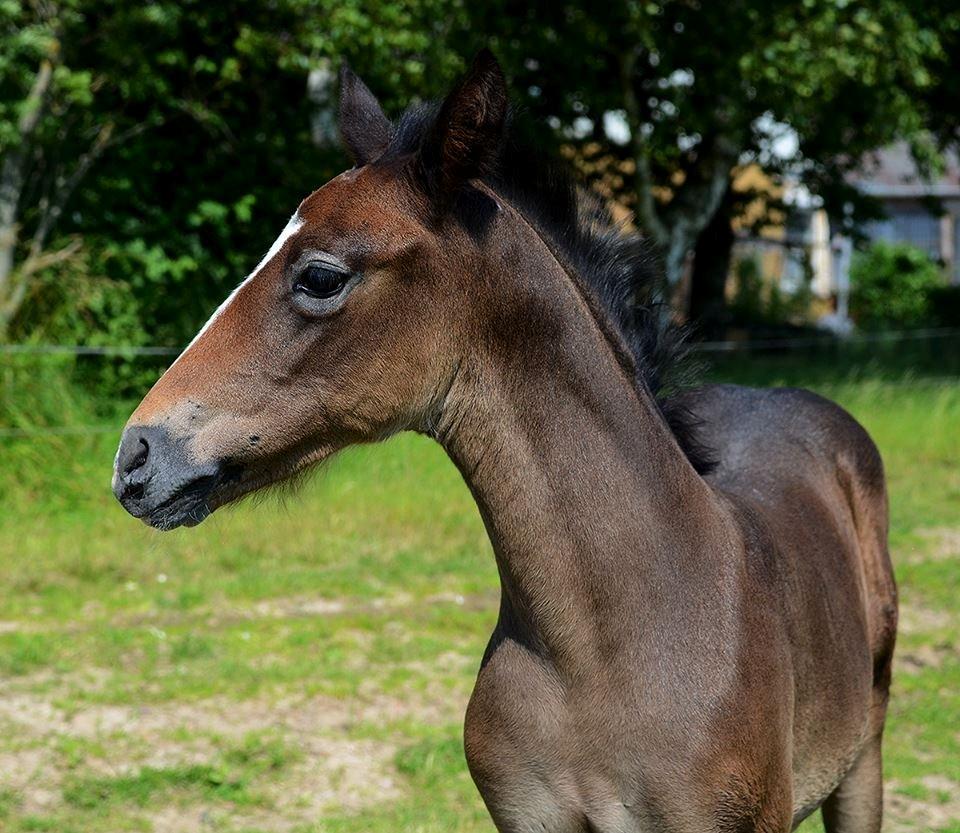 Barockpferd Nordlicht's Anarchy billede 13