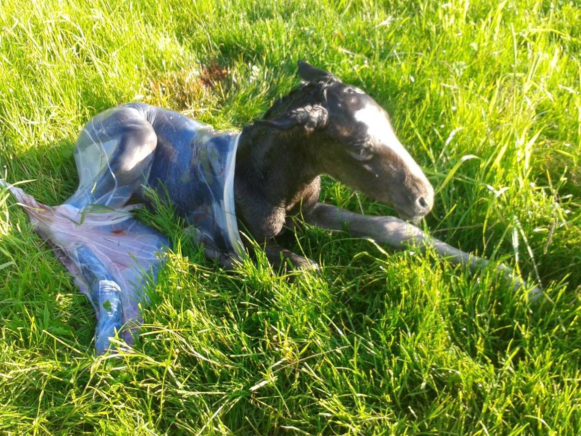 Barockpferd Nordlicht's Anarchy billede 14