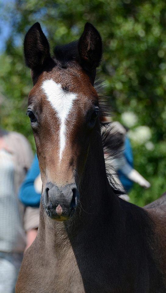 Barockpferd Nordlicht's Anarchy billede 6