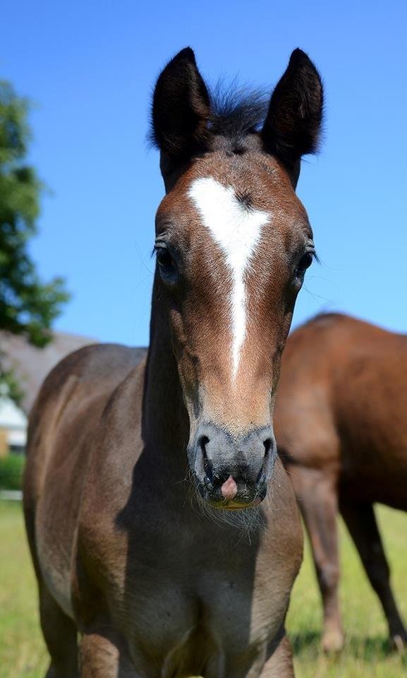 Barockpferd Nordlicht's Anarchy billede 15