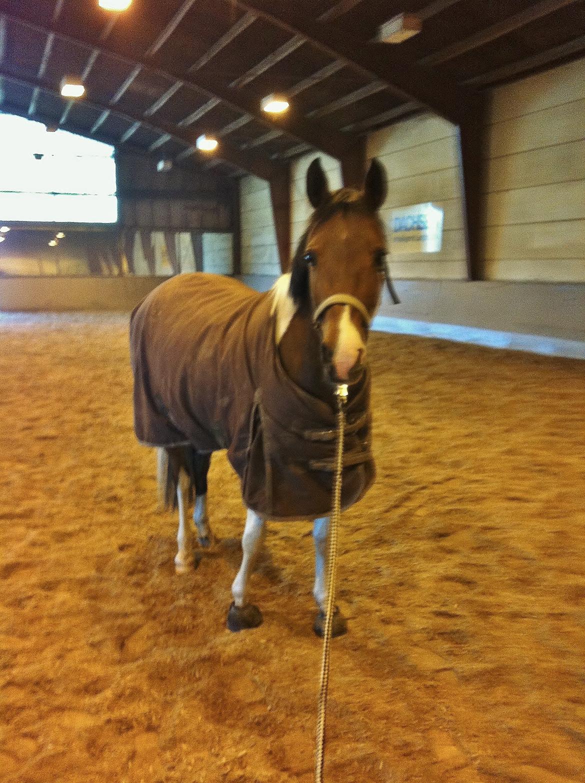 Anden særlig race SUPER PONY Rain <3 privat pony - rain i ride huset  billede 5