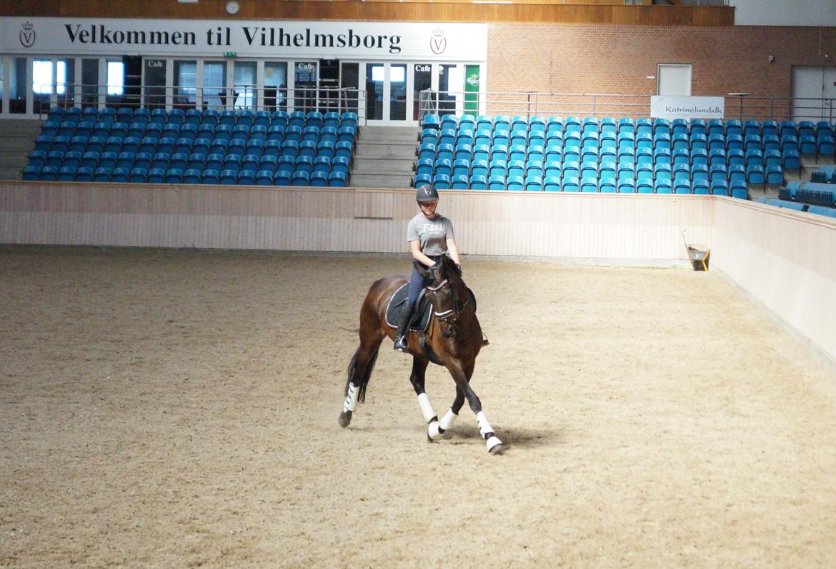 Dansk Varmblod Hanky Panky Firfod - Undervisning af Søren Vallentin på Vilhelmsborg 2013  billede 25